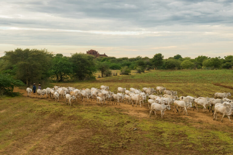 ganaderia vacas campo