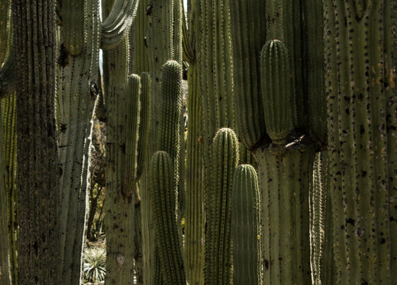 cactus desierto