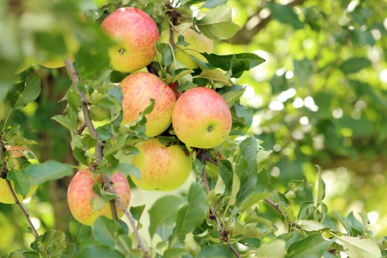 cultivo campo manzanas-arbol