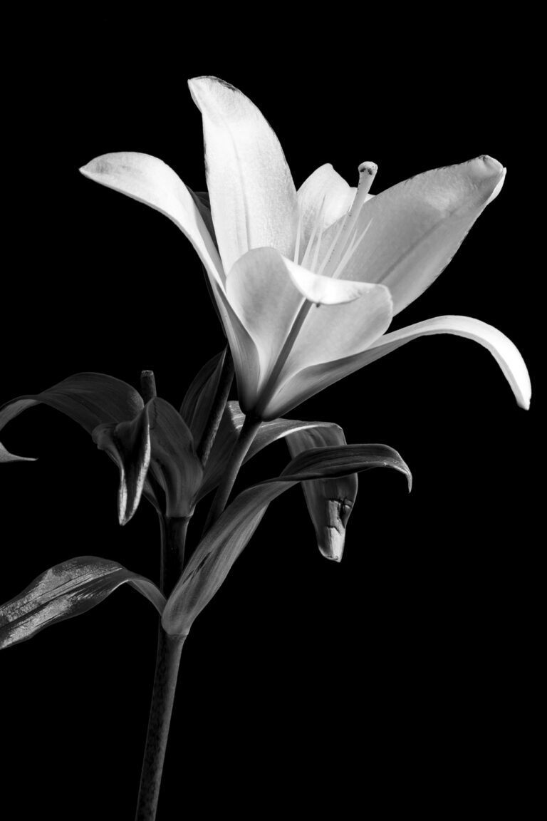 flor blanco y negro poesía mechero